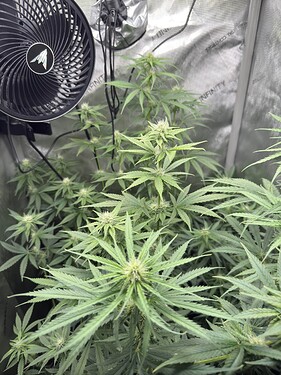 Growreport Bild 3