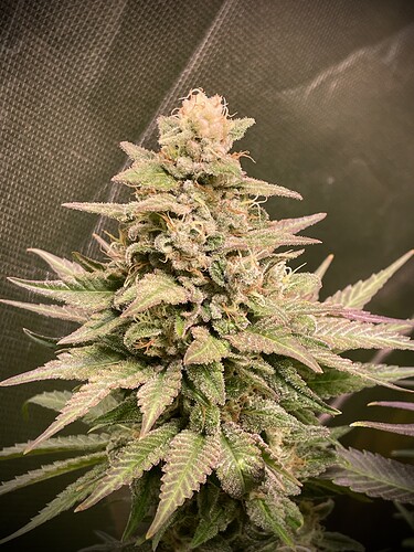 Growreport Bild 15