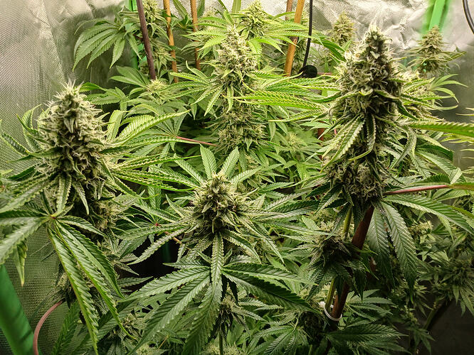 Growreport Bild 8