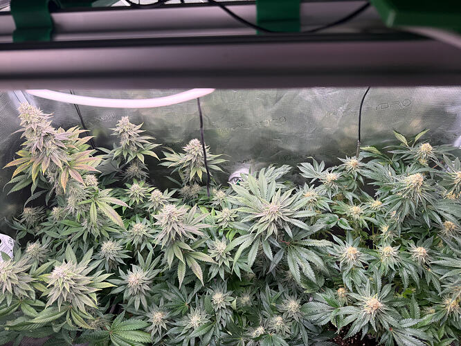 Growreport Bild 5