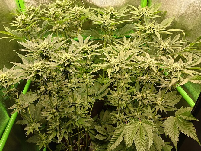 Growreport Bild 26
