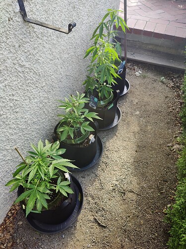 Growreport Bild 2