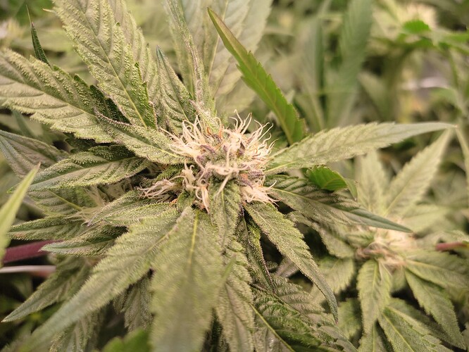 Growreport Bild 33