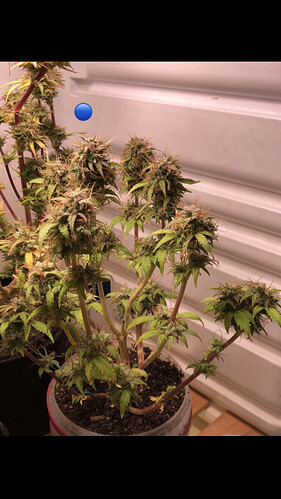 Growreport Bild 28