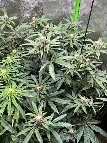 Growreport Bild 4