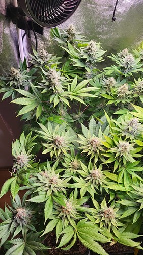 Draufsicht auf mehrere blühende Cannabispflanzen in einem Growzelt mit einem Ventilator im oberen Bereich.