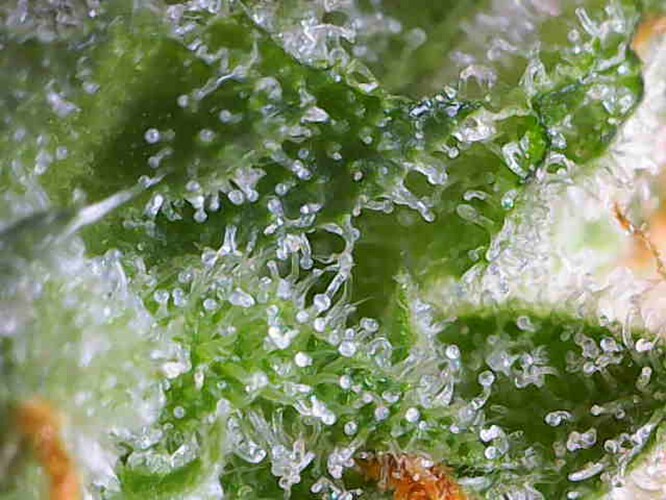 Growreport Bild 7