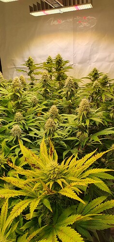 Growreport Bild 2