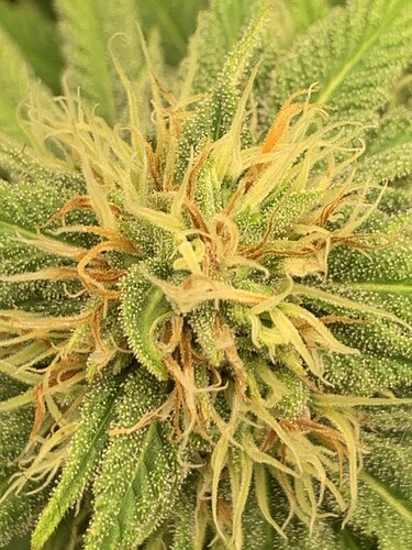 Growreport Bild 7