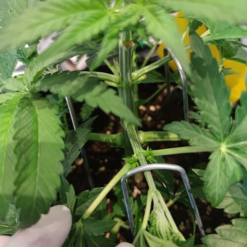 Growreport Bild 16