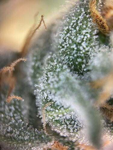 Growreport Bild 15