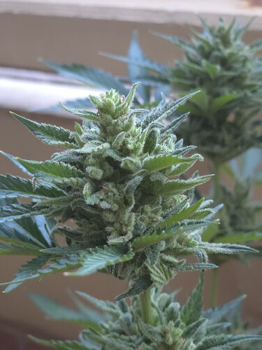 Growreport Bild 4