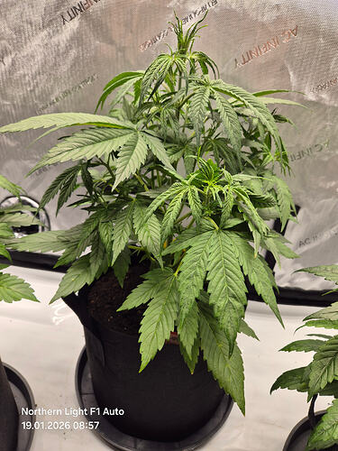 Eine Cannabis-Pflanze in einem schwarzen Stofftopf in einem Growzelt, mit dem Text 'Northern Light F1 Auto' und Datum im Bild.