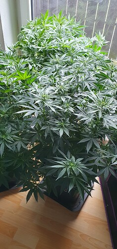 Growreport Bild 15