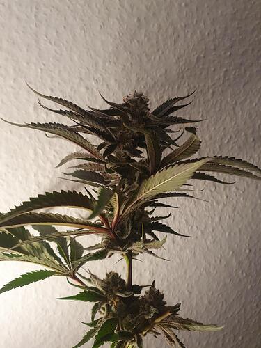 Growreport Bild 2