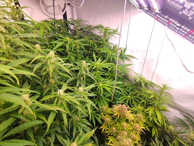 Growreport Bild 2