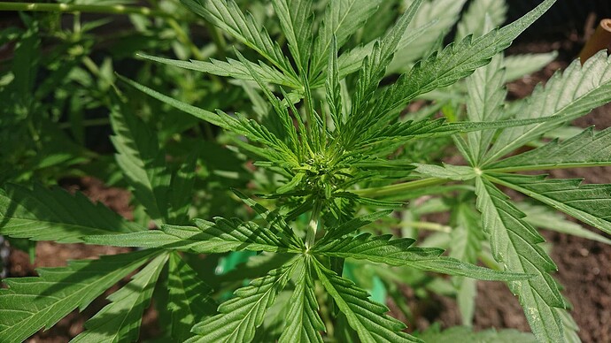 Growreport Bild 3