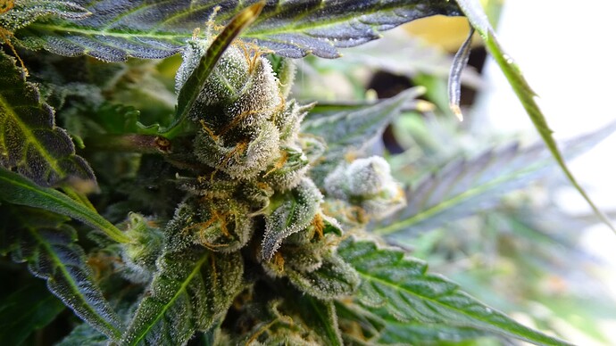 Growreport Bild 37
