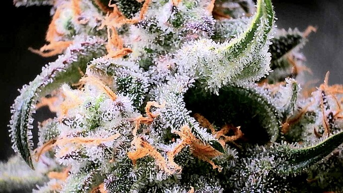 Growreport Bild 23