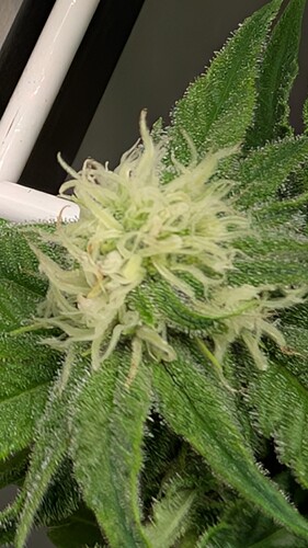 Growreport Bild 5