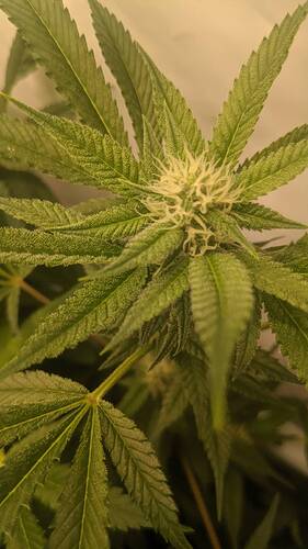 Growreport Bild 4