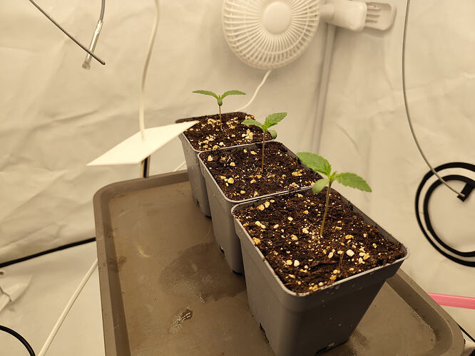 Growreport Bild 3