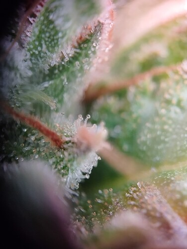Growreport Bild 8