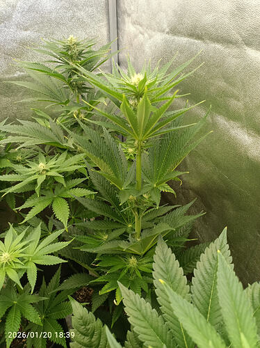 Growreport Bild 8