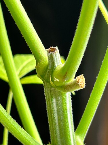 Growreport Bild 5