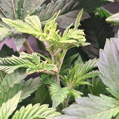 Nahaufnahme der Spitze einer jungen Cannabispflanze mit neuen, hellgrünen Trieben, die auf Wachstum hindeuten.