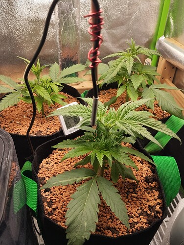 Growreport Bild 1
