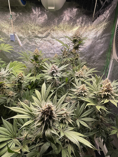 Growreport Bild 2