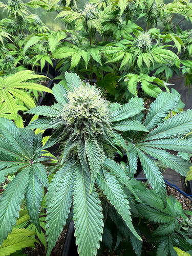 Growreport Bild 8