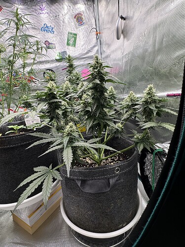 Growreport Bild 8