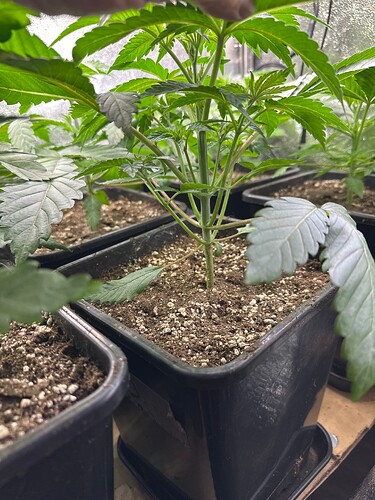 Growreport Bild 50