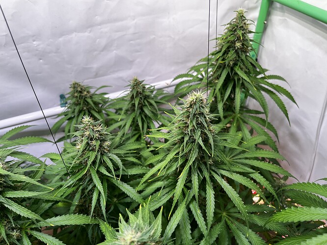Growreport Bild 7