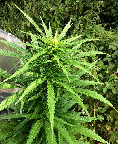 Grow26071904