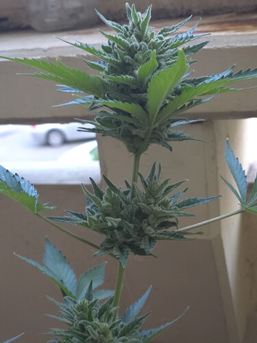 Growreport Bild 3