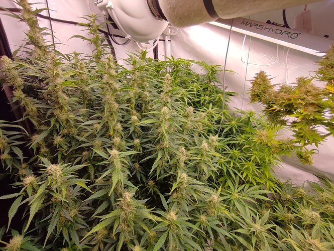 Growreport Bild 33
