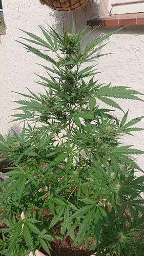 Growreport Bild 7