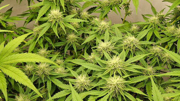 Growreport Bild 274