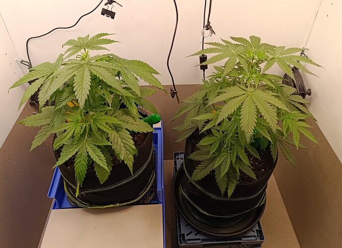 Growreport Bild 13