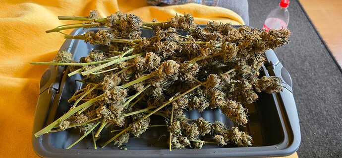 Growreport Bild 48