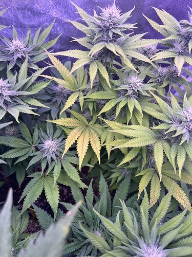 Growreport Bild 8