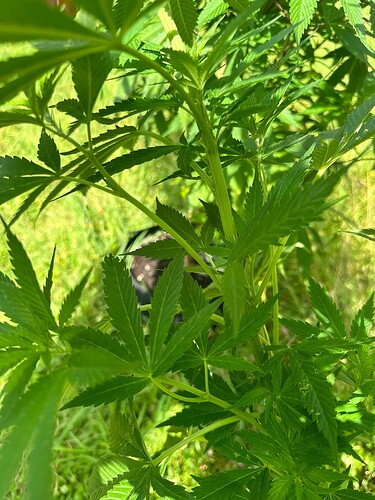 Growreport Bild 5