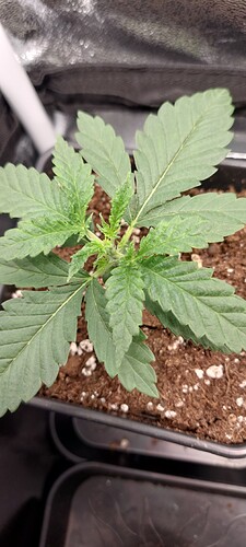 Growreport Bild 1