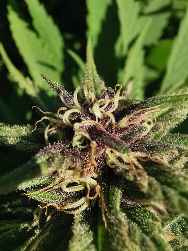 Growreport Bild 5