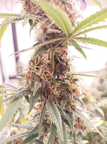 Growreport Bild 17