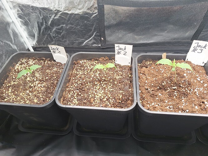 Growreport Bild 2