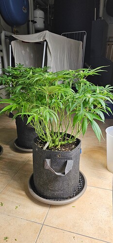 Growreport Bild 30